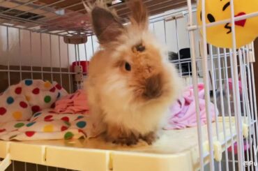 Cute rabbit eating sweet corn