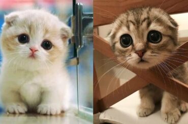 Baby Cats - Cute and Funny Cat Videos Compilation - Goofy Pets Video 2020