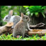 Cute Animal Rabbits As Pets Video || Funny Rabbit Videos 2019