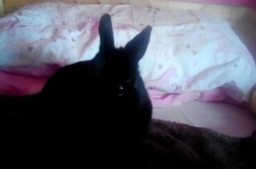 A rabbit is cute 🐇🐇🐇🐰🐰🐰