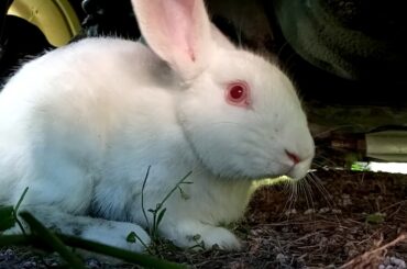 Bunny Rabbit 🐇 JIREH AND JADA SKEPPLE 🐰