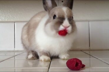 Cutest little bunny eating raspberries!!