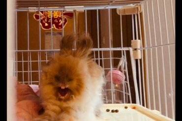 Cute rabbit felt sleepy...