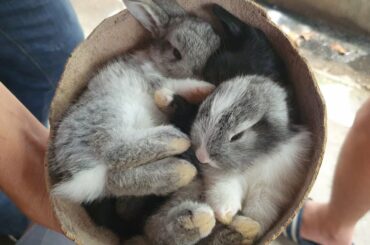 CUTE Baby Rabbits| Rabbitry Update