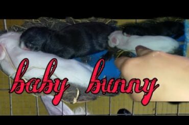 New born baby bunny #Rabbit