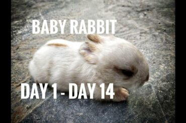 Rabbit Babbies newborn to 14 days - Baby bunny Kits