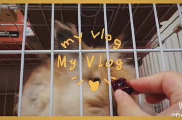 Cute rabbit eating cherry