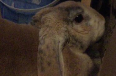Cute rabbit chews on cardboard ASMR