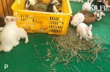rabbit farming so cute for sale