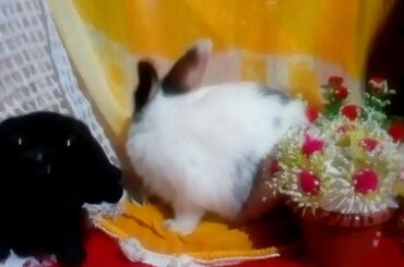 Cute Rabbit part 3! ASK Animetoon