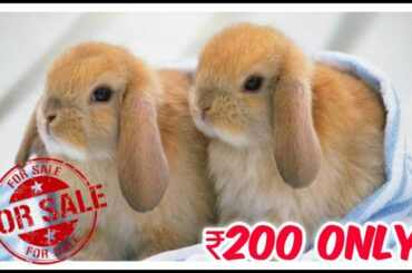 Cute Rabbits for Sale | ₹200  Low price High Quality