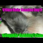 5 Cute Baby Bunnies Day 9 (DOB: February 21, 2020) - Bongskie Rabbitry Cebu - Bisdak Edition