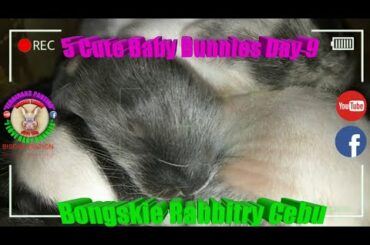 5 Cute Baby Bunnies Day 9 (DOB: February 21, 2020) - Bongskie Rabbitry Cebu - Bisdak Edition