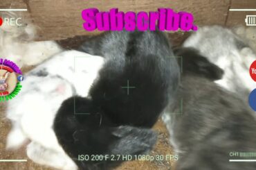 5 Cute Baby Bunnies Day 11 (DOB: February 21, 2020) - Bongskie Rabbitry Cebu - Bisdak Edition