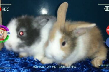 2 Cute Baby Bunnies Day 32 (DOB: Jan 30, 2020) - Bongskie Rabbitry Cebu - Bisdak Edition
