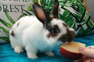 Conejito Feliz comiendo manzana, Cute Bunny Eating apple.