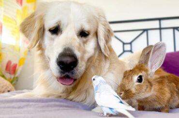 The First Meeting of a Funny Dog, Cute Rabbit and Budgie