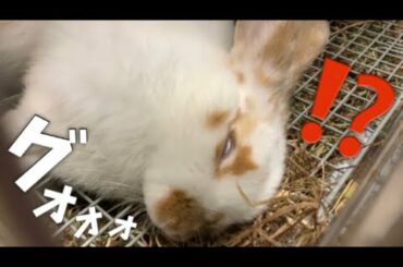 🐰うさぎの寝顔は天使？悪魔？〜Sleeping bunnies are cute and funny〜