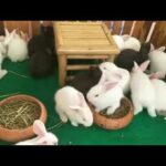 Rabbit home, baby rabbits small and cute. Lovely rabbit, animals film. Wow! alot of Rabbits. Con thỏ