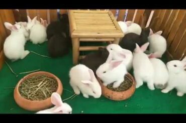 Rabbit home, baby rabbits small and cute. Lovely rabbit, animals film. Wow! alot of Rabbits. Con thỏ
