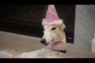 Bunny's 4th Birthday