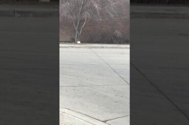 Bunny rabbit 🐇 starting to change colour