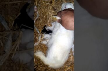 🐇🐇🐇🐇 rabbit feeding bunny 🐇🐇🐇🐇