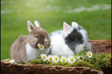 Rabbit   cute