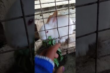 1️⃣ Mission Im possible | Rabbit free from trap | rescue complete video | cute rabbit baby video