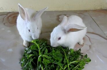 The Cutest Rabbits PoyPoy & PomPom eating much vegetable