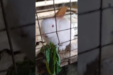 4️⃣ Simmi Simmi Aye !! Swala La La La Music | Cute rabbit baby eating video 2020 | White puppy mms