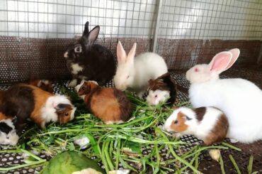 Rabbits Eating Vegetable - Rabbits Videos - Cute Rabbits - Rabbits 2020