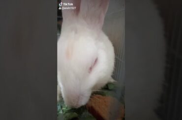 My cute rabbit is eating