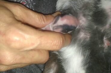 One day old baby Rabbits feeding | Things to take care handling baby Rabbits