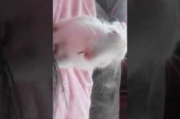 My little cute rabbit