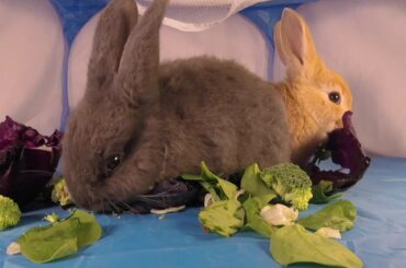 Baby Rabbits Eating Their Veggies!