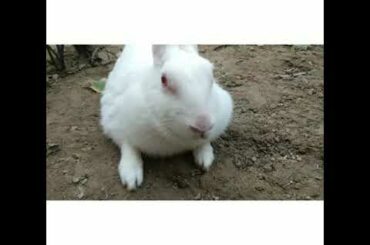 Cute rabbit🐰 #animals# rabbit