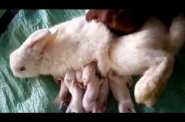 Rabbit feeding in milk rabbit bunny's rabbit feed bunny in milk