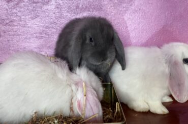 Cute rabbits eating hay | Crunchy sounds | Relaxing ASMR
