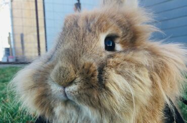 Unboxing My Rabbits Cute Harness!