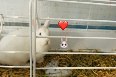 #Cute_#Lovely_#Bunny_#Rabbits_#ForSale_#TheReef_#PetShop_#Store_#Gibraltar