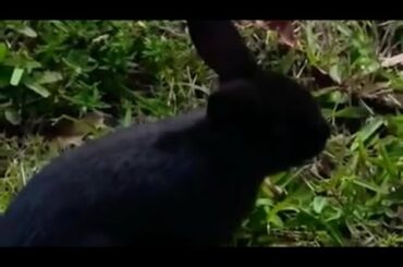 Cutest Black Bunny Ever!