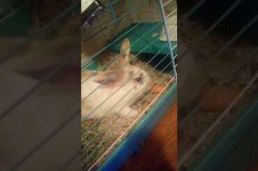 Cute rabbit eating a carrot (fluffy)