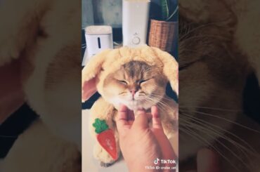 cute cat that wear a bunny costume ❤
