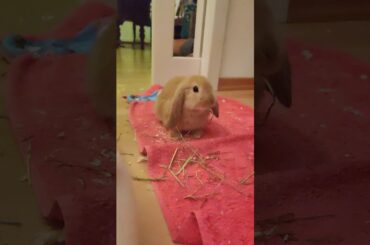 Kurt - The baby rabbit