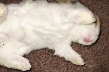 Cute baby rabbit play dead