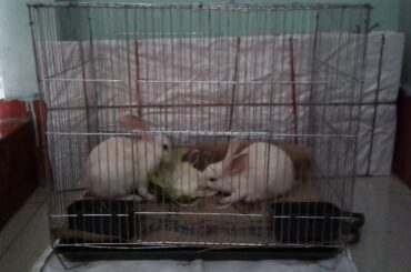 My New Cute  Bunny 🐇🐇🐇