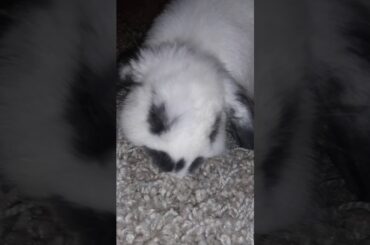 Cutest bunny part 3