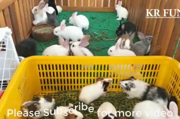 cute rabbit baby | Cambodia rabbit farming
