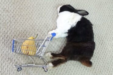 Sleeping Rabbit Dreaming About Shopping for a Pear